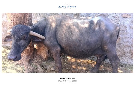 વેશવાનીશે એકટામનુ દુધ3 કીંમત 62