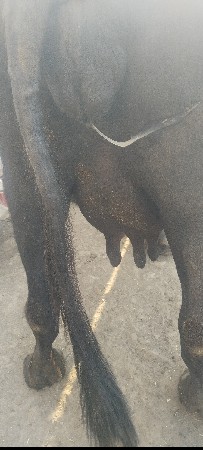 3વેતર વીયાસે
