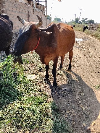 ક્રોસ ગાય વેચવાની છે