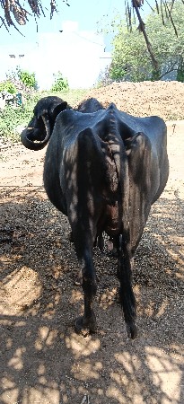 આ ભેંસ વેચવાની છે