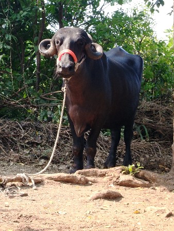 ચાર વર્ષનો વેચવાનું છે