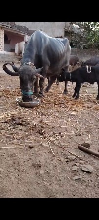 બેય.15દીનીવીયાલ.પારૂમાથે