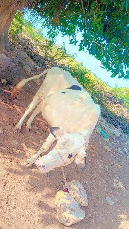 આ ગાય વેચવા. ની છે
