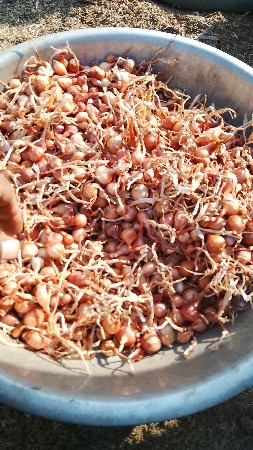 કાદીડૂગરી વેશવાની છે