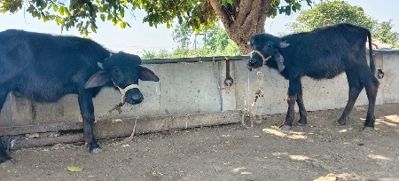 પાડી વેચવાની છે
