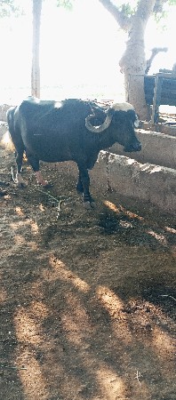 ભેસ વેસવાની સે