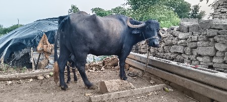 ભેંસ વેચવાની છે