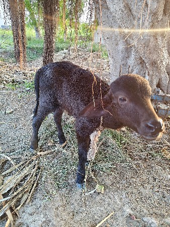 પાડી વેચવાની છે