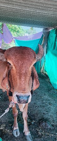 ગીર ગાય