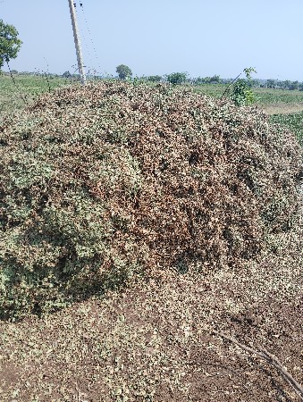મગફળી ના ઝાડવા (ભુકો) વેચવાનો છે