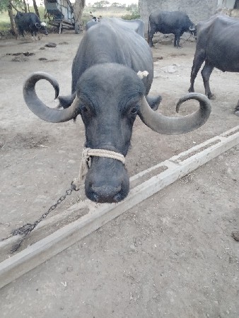 ભેંશ વેચવાની સે