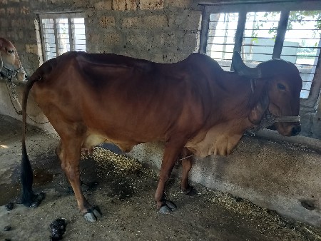 ગાય વેચવાની છે