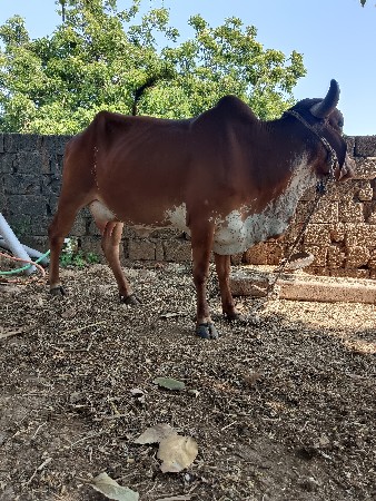 ગાય વેચવાની સે સાવ સોજી ગાય છે