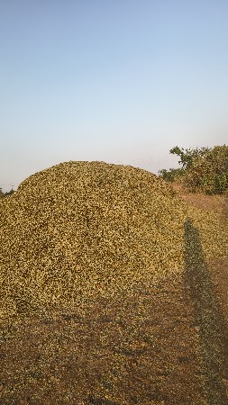 માંડવીનો ભૂકો