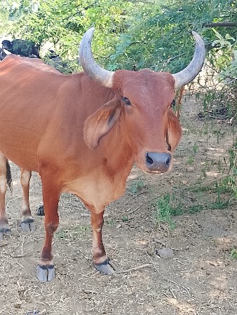 ત્રીજું વેતર