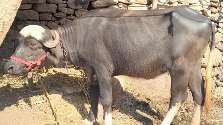 દોઢ વર્ષ ની છે