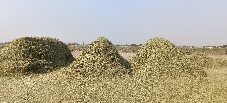 આ મોગટુ બેસવા નુ છે