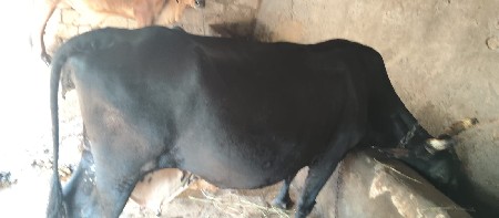 એસ એફ ગાય વેસવાની છે