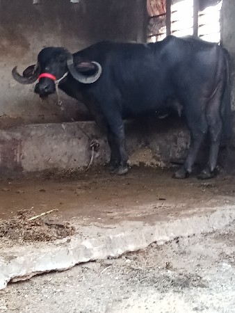 પેલું વેતરુ ખડીલુ વેચવાનુ છે