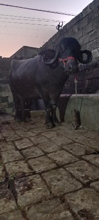 ત્રીજું વેતર ભેંસ