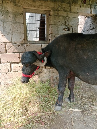 ખડેલું