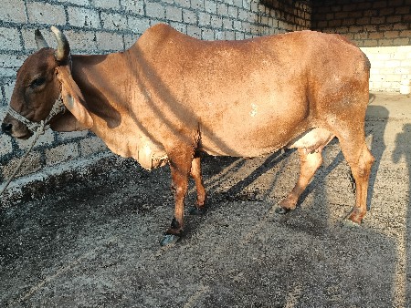 ગાય વેચવા ની છે,