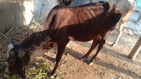 વાછડી વેચવાની છે