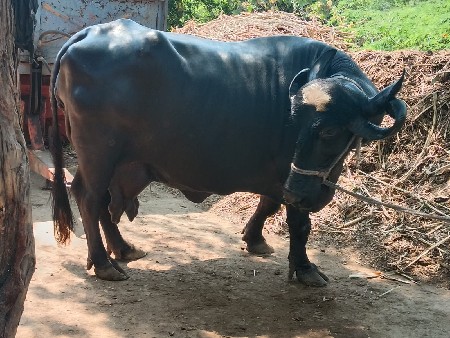 ભેસ વેચવાની છે