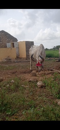 બળદ વેચવાનો છે