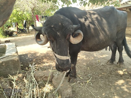 જાફરાબાદી ભેસ વેચવાની છે