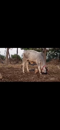 આની જોડ કરવાની છે