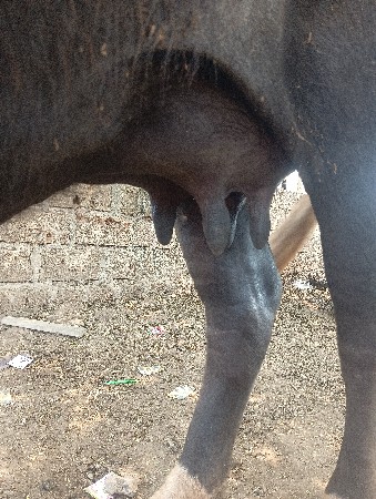 કિશનભાઇ શિરોડીયા