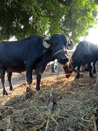 ભેંસ વેચવાની છે