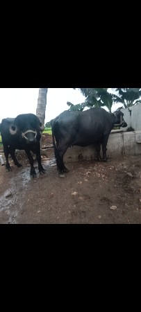 ભેંશ વેચવાની છે
