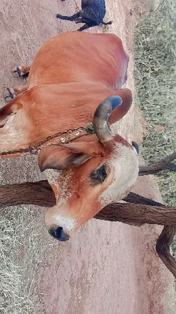 ગાય વેચવા ની છે