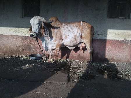 વેચવાનિ સે