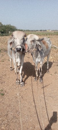 ગોઢલા વેચવાના છે