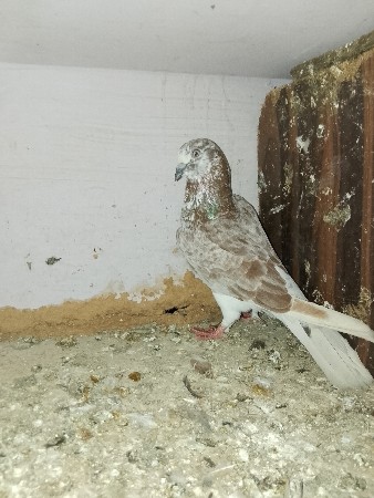કબુતર વેચવા ના છે.