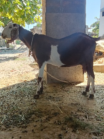 આ બકરી વેચવા ની છે
