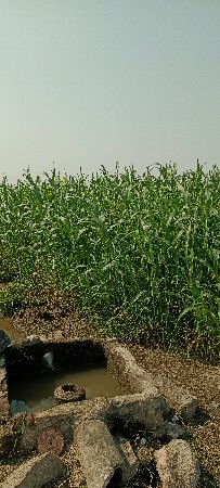 લીલી જુવાળ વેચવા ની છે