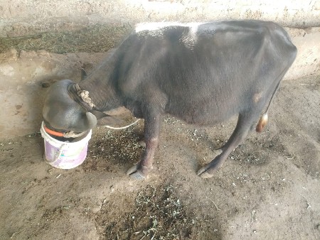 જાફરાબાદી પાડી