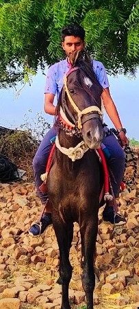 સારો ઘોડો છે