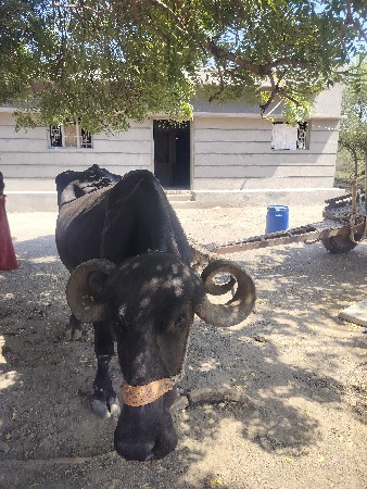 3વેતર