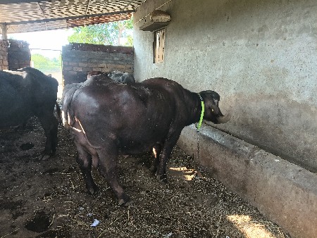 ભેંસ વેચવાની છે