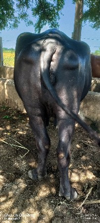 ભેંસ વેચવાની છે