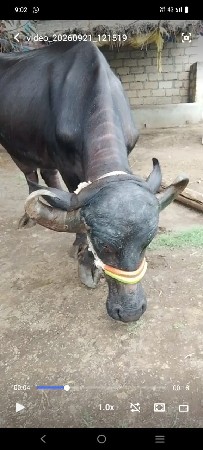ભેંસ વેચવાની છે