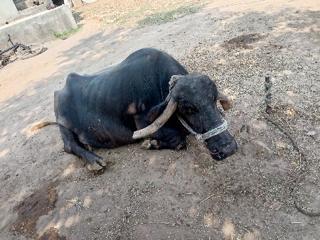 વેચવાની