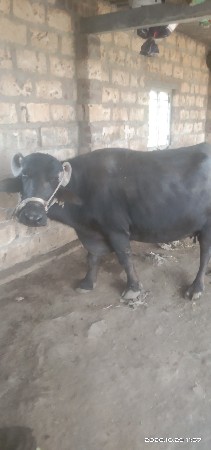 ભેસવવેસવાનીછેબીજુવેતરવીરછે