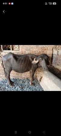 3  વરસ ની ખડાય બેસવા ની સે