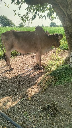 બળદ દેવાના છે.